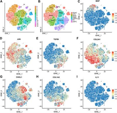 Single-cell RNA sequencing analysis of human chondrocytes reveals cell–cell communication alterations mediated by interactive signaling pathways in osteoarthritis